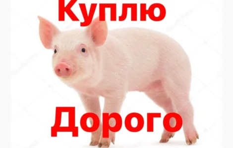 Куплю поросят