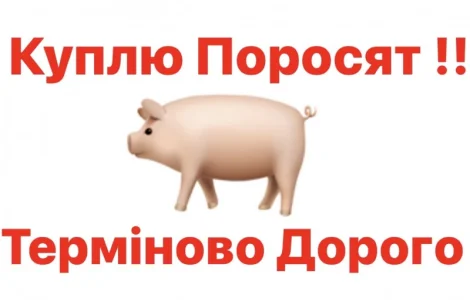 Куплю поросята свині