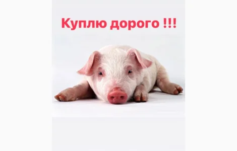 За купляємо поросят різною вагою свині