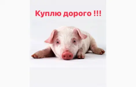 За купляємо поросят різною вагою свині