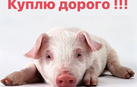 Поросята закупка поросят по всій Україні