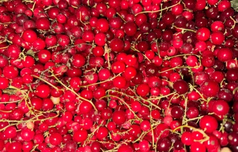 Продам порічку