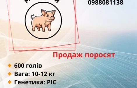 Продаж поросят