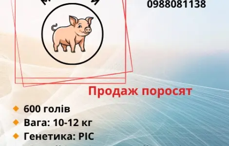 Продажа поросят