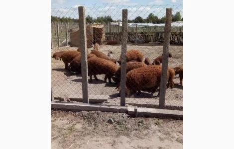 Угорська мангалиця