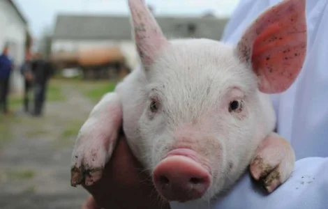 Куплю поросят до 12 кг