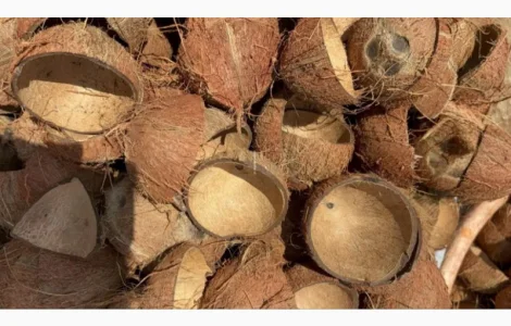 Куплю кокосову шкаралупу