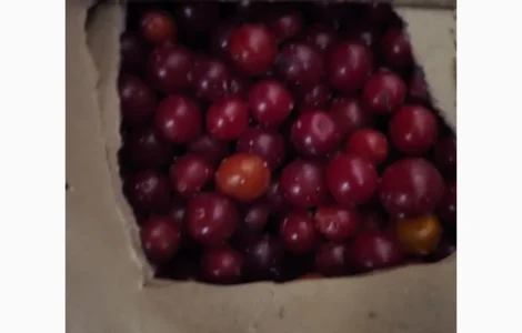 Продам калину шокової заморозки 2025 р.в