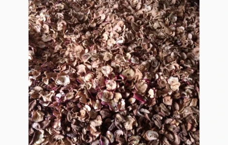 Куплю яблука сонце