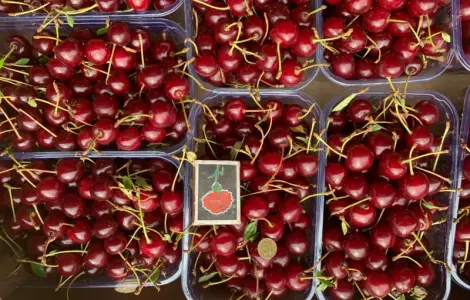 Продаются кісточкові фрукти сезона 2026 года