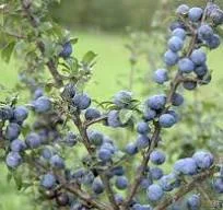 Куплю терен