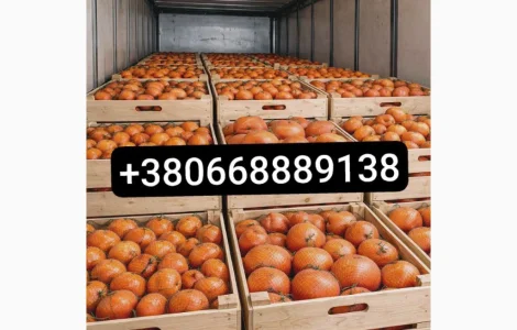 Продажа апельсинов и грейпфрутов оптом»