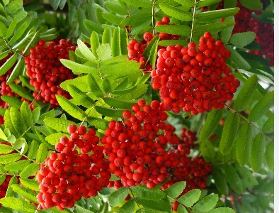 Купимо горобину червону сушену. Приймаємо сиру горобину червону