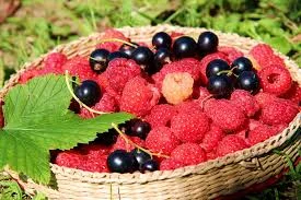 Чернігівська обл. | Гурт ягід | Мережа заготівельних пунктів | Сезон 2025