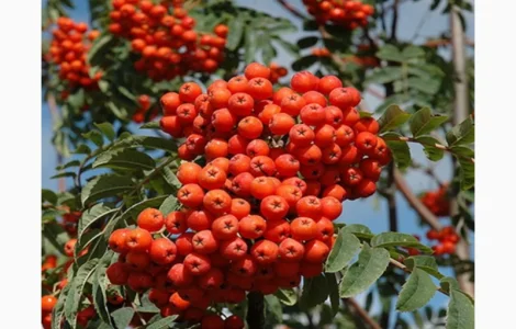 Куплю горобину червону