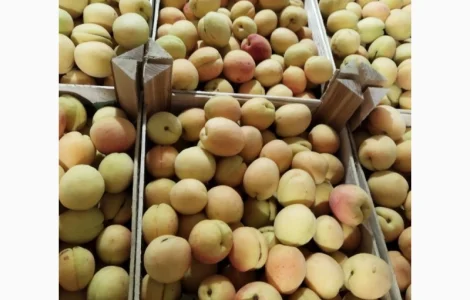 Пропонується якісний абрикос