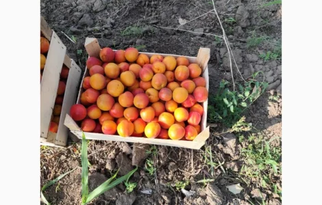 Продается абрикос 2025 года урожая