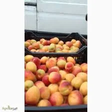 Свіжий абрикос напряму від садівників без посередників