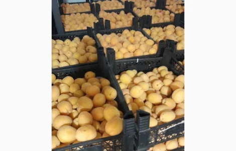 Продаются сладкие абрикосы из Турции