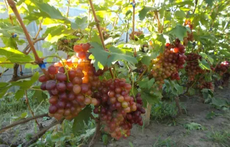 Продается виноград КМ Сказка, Анюта, Лакомка