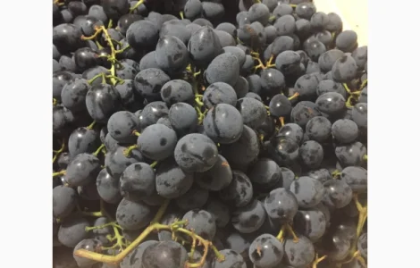 Пропонується столовий виноград різних сортів