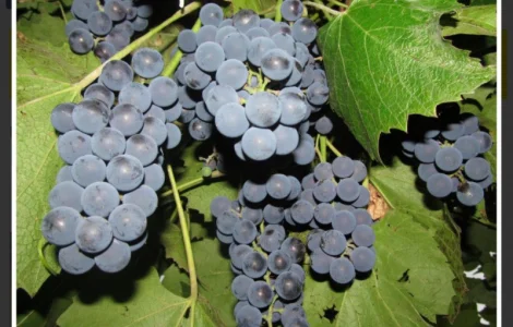 Куплю виноград