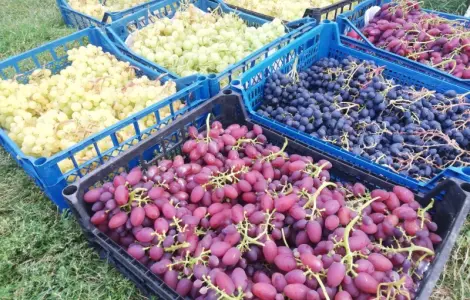 Продаю оптом елітний виноград