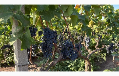 Продам оптом виноград Молдова