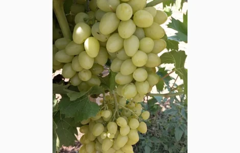 Продам виноград столовых сортов