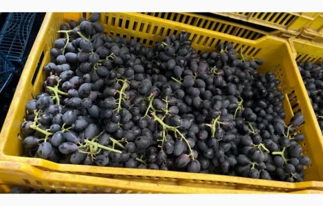 Виноград Єгипет