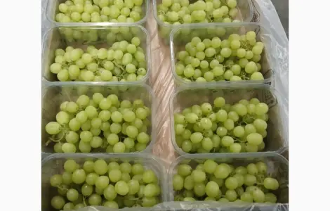 Продам виноград из Египта