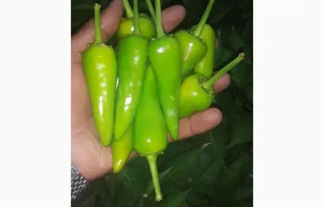 Фрукты и овощи из Египта