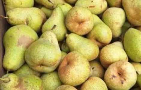 Груша 2 сорту оптом