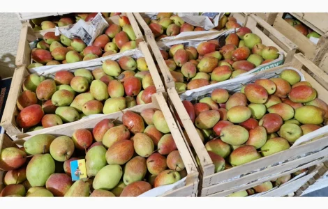 Продам грушу киргизька красуня