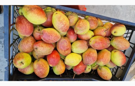 Пропонується груша киргизька красуня