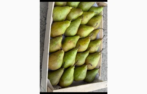 Продам грушу нояберська