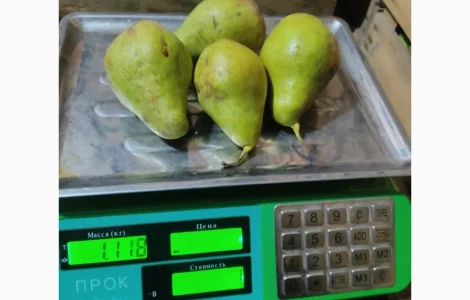 Продам груші. Ноябрьська