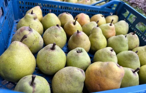 Продам грушу
