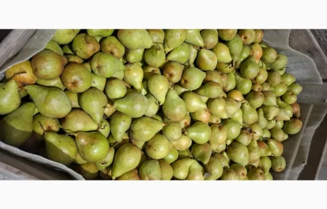 Продам гарну грушу