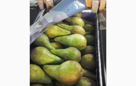 Продается груша сорта конференция в Польше