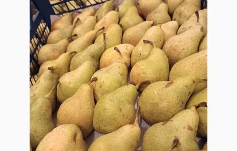 Пропонується груша Нояберська