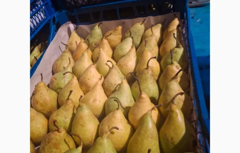 Продам грушу Ноябрьську