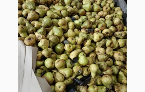 Груша на переробку