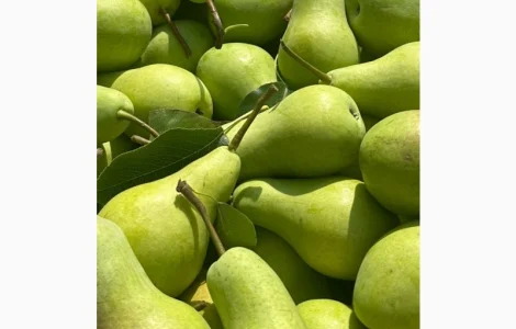 Груша Талгарка