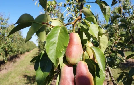 Продам грушу Талгарку.Гарної якості