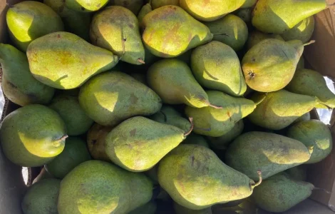 Продам грушку