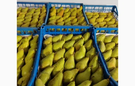 Продам грушу Ноябрську