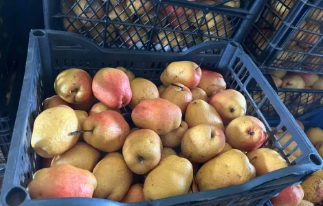 Продам зимову грушу