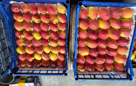 Продам грушу киргизька