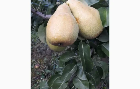 Продам Ноябрску грушу